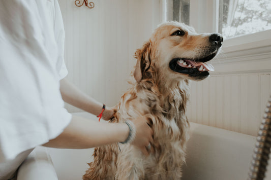 Veterinary TCM: Holistic Care For Our Pets